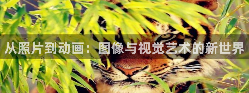 omofun动漫在线观看免费全集：从照片到动画：图像与视觉艺术的新世界